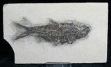 Knightia Fish Fossil - Wyoming #7521-1
